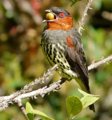 File:Ampelion rufaxilla - Chestnut-crested Cotinga (5741252596) (cropped).jpg