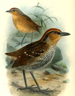 File:PittasomaRufopileatumKeulemans (cropped).jpg