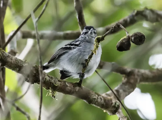 File:Herpsilochmus parkeri - Ash-throated-Antwren (cropped).jpg