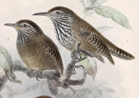 File:Cantorchilus thoracicus 1902 (cropped).jpg
