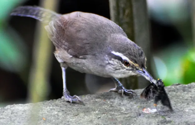File:Canebrake Wren (Cantorchilus zeledoni) La Selva, Costa Rica (cropped).jpg