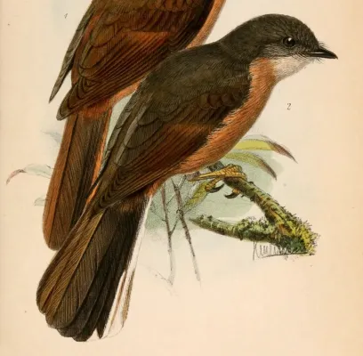 File:Stizorhina finschi 1870 (cropped).jpg