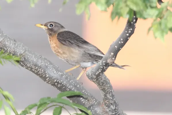 File:Rufous-collared Thrush (Turdus rufitorques) female (5783737608) (cropped).jpg