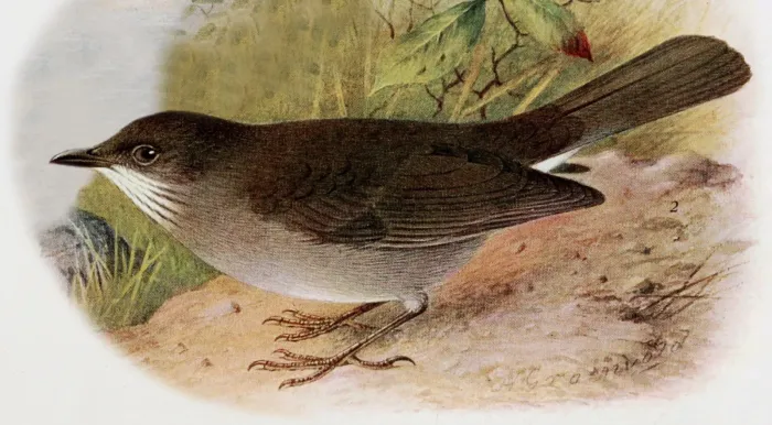 File:Turdus arthuri - The birds of British Guiana 1921 (cropped).jpg