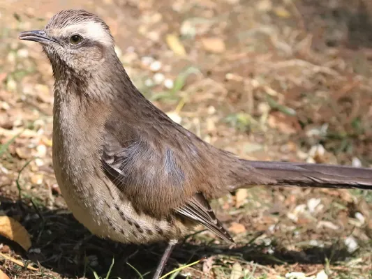 File:Mimus thenca-standing.jpg