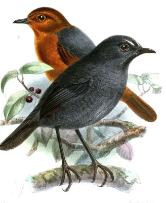 File:BrachypteryxErythrogynaKeulemans (cropped).jpg