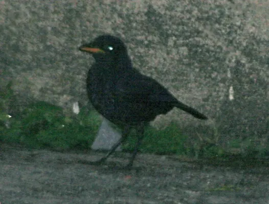 File:Myophonus robinsoni (cropped).JPG