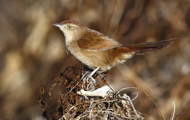 File:Phacellodomus striaticollis - Freckle-breasted thornbird; Playa Penino, Montevideo, Uruguay (cropped).jpg