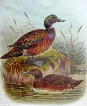 File:Anas aucklandica.jpg