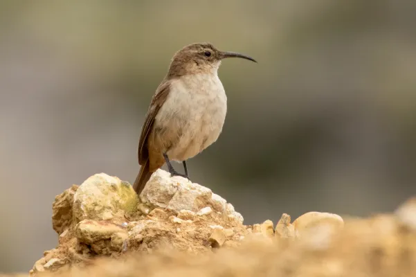 File:Upucerthia validirostris 65143036 (cropped).jpg