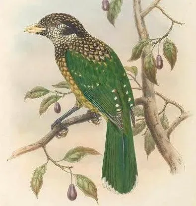 File:Ailuroedus melanocephalus - The Birds of New Guinea (cropped2).jpg