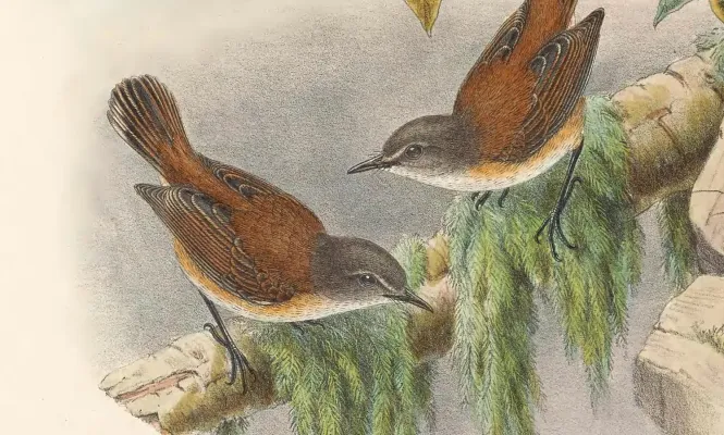 File:Gerygone dorsalis - The Birds of New Guinea (cropped) (cropped).jpg