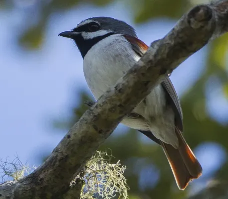 File:Red-tailed vanga (Calicalicus madagascariensis) (cropped).jpg