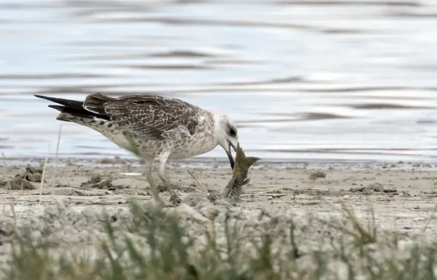 File:Larus armenicus - Vangölü Martısı 03.jpg