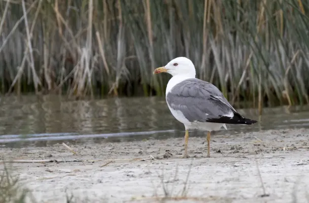 File:Larus armenicus - Vangölü Martısı 01.jpg