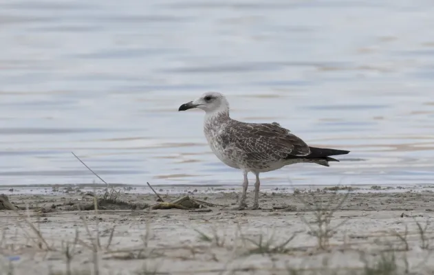 File:Larus armenicus - Vangölü Martısı 04.jpg