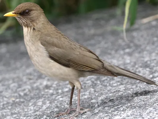 File:Turdus amaurochalinus-standing.jpg