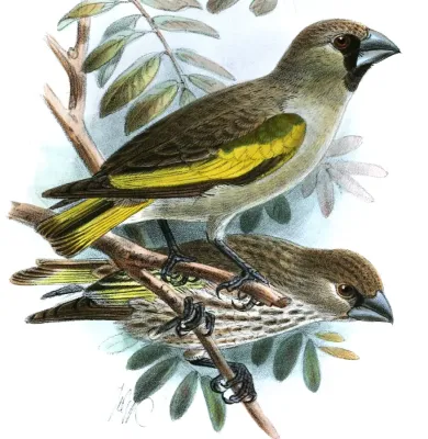 File:RhynchostruthusLouisaeKeulemans (cropped).jpg