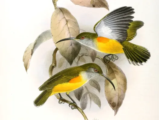 File:Arachnothera flammifera Keulemans (cropped).jpg