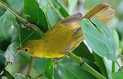 File:Flickr - Rainbirder - Little Yellow Flycatcher (Erythrocercus holochlorus), crop (cropped).jpg