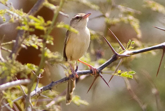 File:River Prinia (Prinia fluviatilis) (cropped).jpg