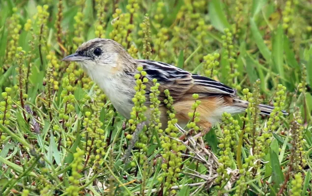 File:Croaking cisticola (Cisticola natalensis) (cropped).jpg
