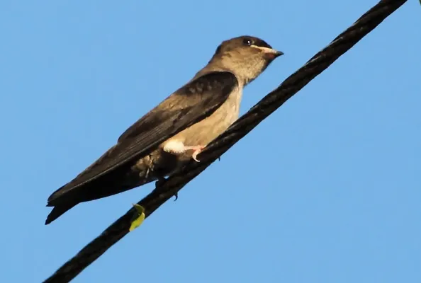 File:Atticora (Neochelidon) tibialis - White-thighed Swallow (cropped).jpg