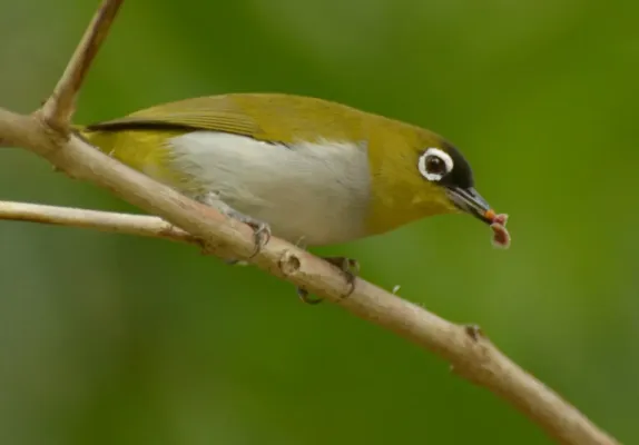 File:Zosterops atrifrons (6) (cropped).JPG