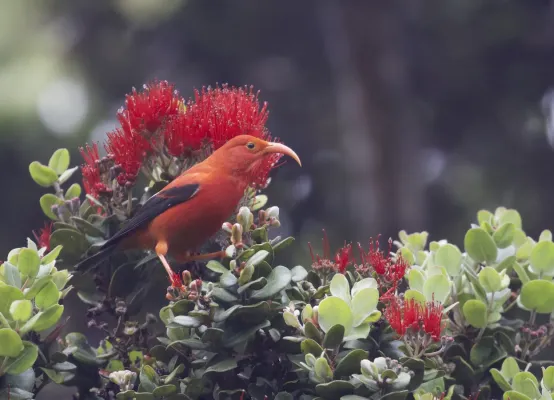 File:I'iwi (Scarlet Honeycreeper) Drepanis coccinea - Flickr - Gregory "Slobirdr" Smith.jpg