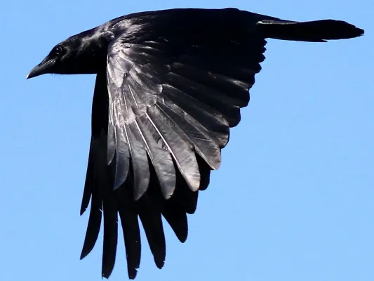 File:Corvus ossifragus-flying downstroke.jpg