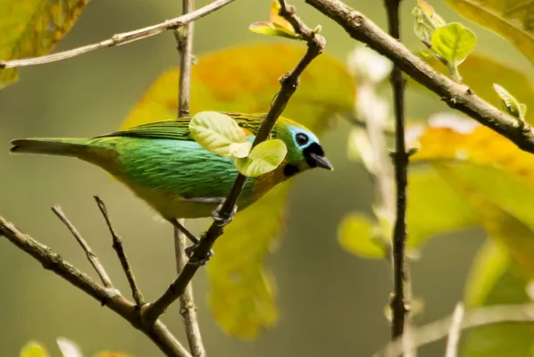 File:Saíra-lagarta (Tangara desmaresti) - Brassy-breasted Tanager.jpg