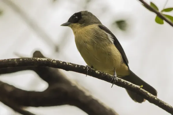 File:Tiê-de-topete (Trichothraupis melanops) - Black-goggled Tanager.jpg