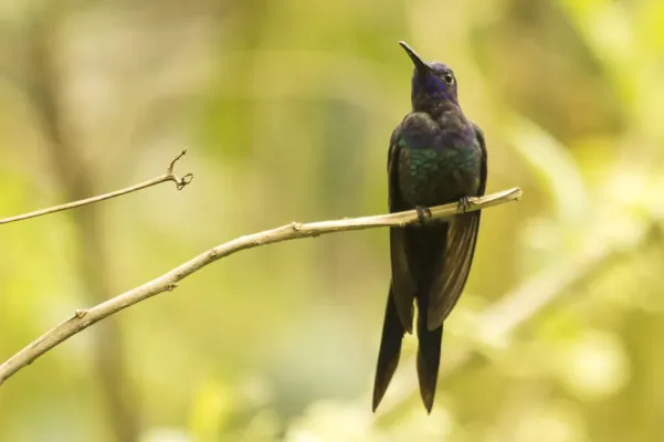 File:Beija-flor-tesoura (Eupetomena macroura) - Swallow-tailed Hummingbird.jpg