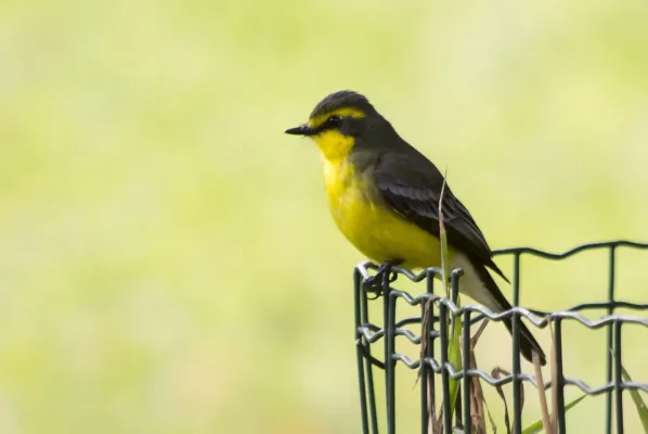 File:Suiriri-pequeno (Satrapa icterophrys) - Yellow-browed Tyrant.jpg
