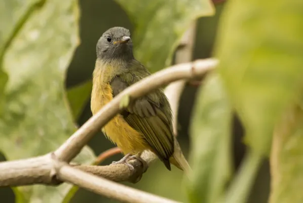 File:Abre-asa-de-cabeça-cinza (Mionectes rufiventris) - Gray-hooded Flycatcher.jpg