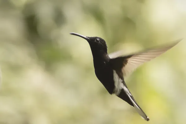 File:Beija-flor-preto (Florisuga fusca) - Black Jacobin.jpg