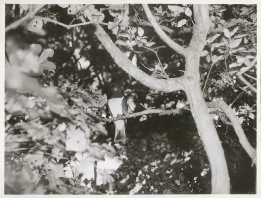 File:Bush Pigeon (Kereru). (Hemiphaga novaeseelandiae).jpg