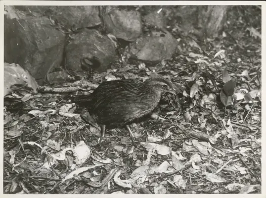 File:Weka. (Gallirallus australis).jpg