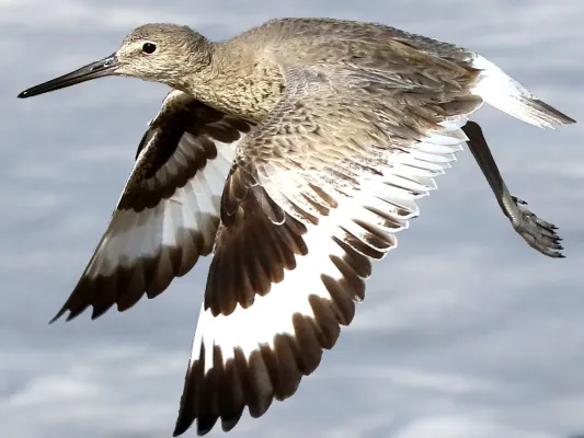 File:Tringa semipalmata-flapping.jpg