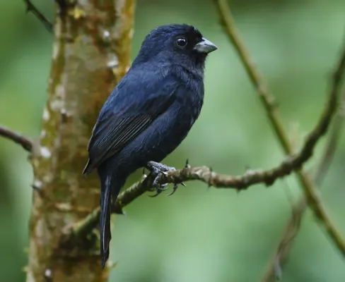 File:Amaurospiza moesta - Blackish-blue seedeater (male) (cropped).JPG
