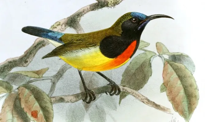 File:Aethopyga flagrans Keulemans (cropped).jpg