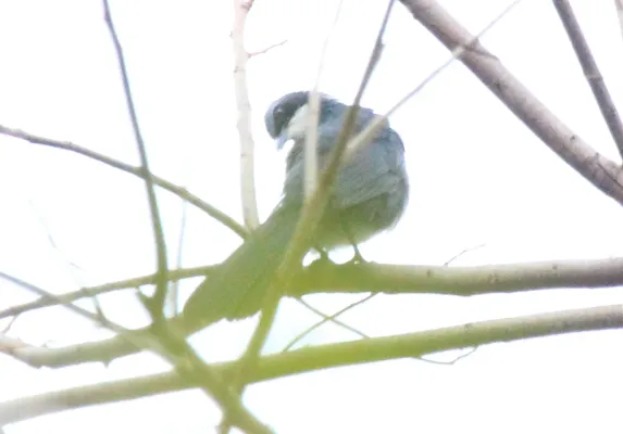 File:Blue & White Mockingbird (Melanotis hypoleucus) (5783234141) (cropped).jpg