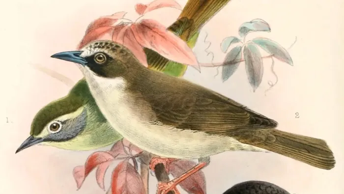File:Lophozosterops superciliaris, Heleia crassirostris & Pachycephala nudigula 1897 (cropped).jpg