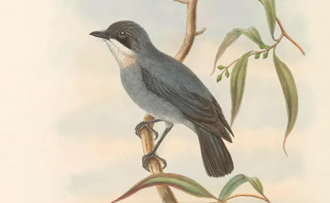 File:Pachycephalopsis poliosoma - The Birds of New Guinea (cropped).jpg