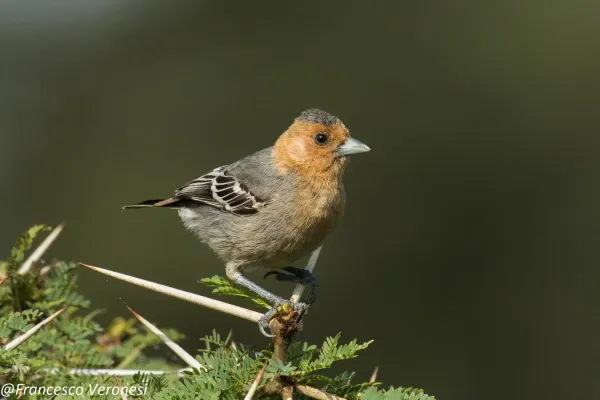 File:Melaniparus fringillinus.jpg