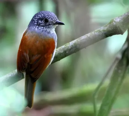 File:Dysithamnus xanthopterus - Rufous-backed Antvireo (cropped).jpg