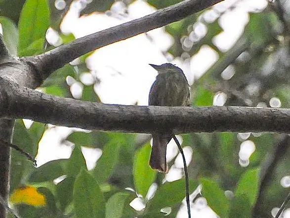 File:Ramphotrigon ruficauda 4.jpg