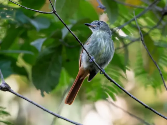 File:Ramphotrigon ruficauda - Rufous-tailed Flatbill; Xapuri, Acre, Brazil.jpg