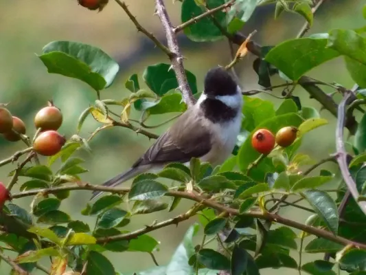 File:Senica šljivarka (Poecile lugubris) Sombre Tit, Jadovnik, Serbia.jpg