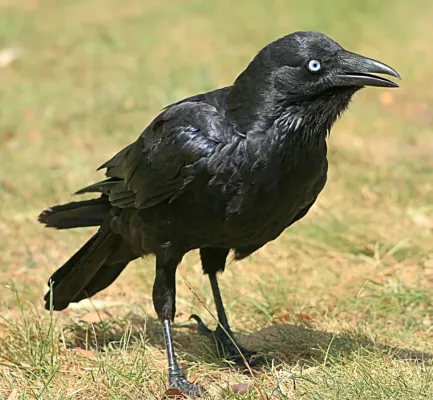 File:Corvus mellori.jpg
